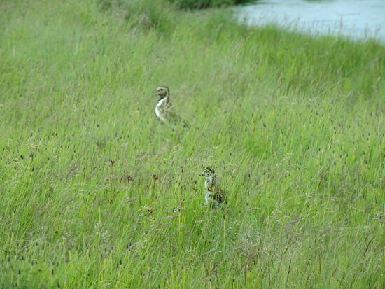 Goldregenpfeifer mit Jungem