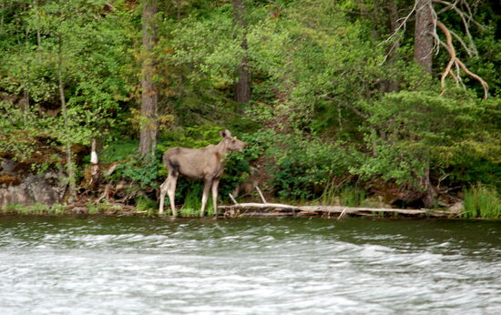 Elch auf der ersten Insel