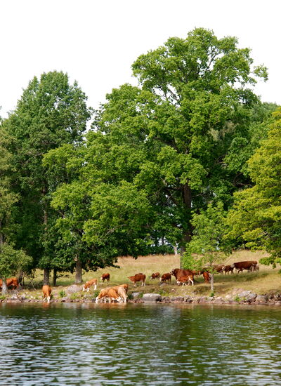 Besuch einer Rinderherde an unserer Rastbucht