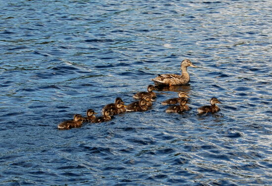 Schwimmer kreuzten unseren Kurs