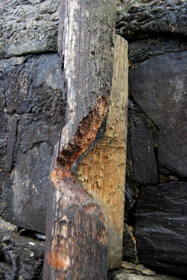 wo Biber ihre Spuren hinterlassen hatten