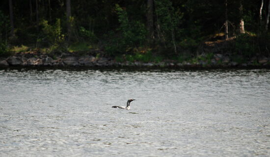 unterwegs sahen wir einen Smålom - Sterntaucher