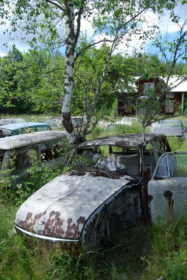 durch einen VW 1600 war eine Birke gewachsen