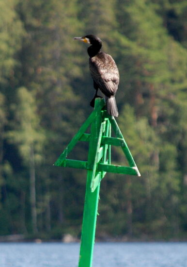 Kormoran auf einem Seezeichen