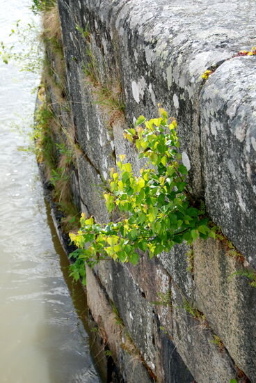auch in der Schleusenwand wuchsen Birken