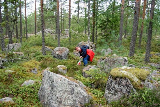zwischendurch konnten wir Lingon - Preiselbeeren pflücken