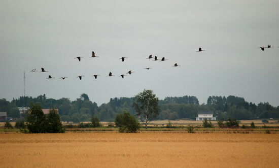 Kraniche über den Feldern im Krater