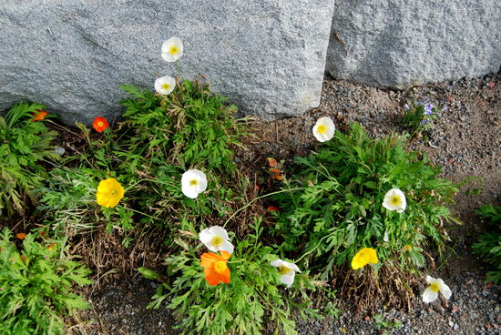 Ísland-Mohn wuchs an vielen Häuserkanten