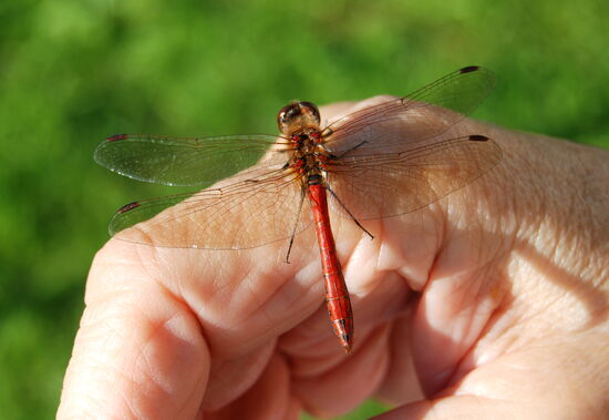 Besuch bei unserer Kafferast in der Sonne