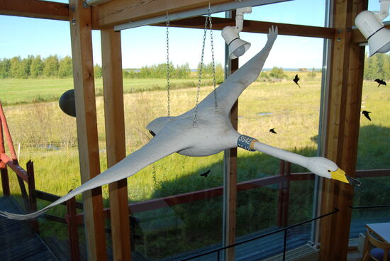 Modell eines markierten Singschwans