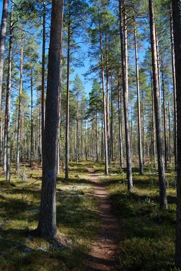 teilweise aber auch im lichten Wald