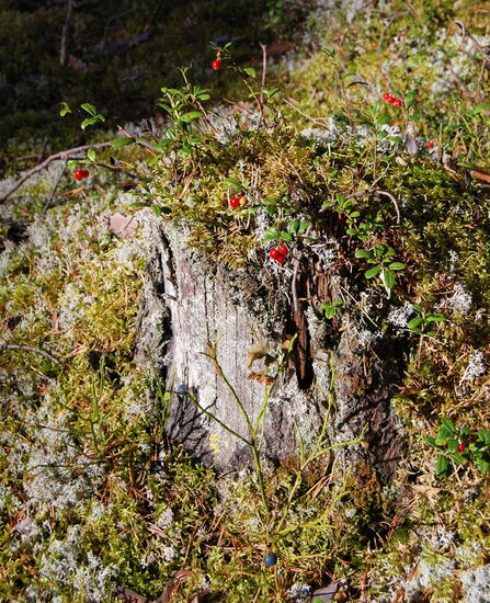 Bodenbewuchs mit u.a. Rentierflechte und Lingon - Preiselbeeren