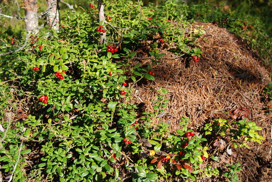 unterwegs gab es immer Wegzehrung