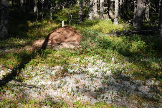 daneben ein schöner Ameisenhaufen