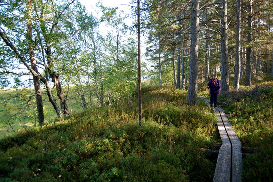 weiter ging der Weg teilweise als Bohlenweg