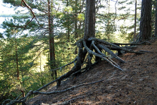 Bäume an der Steilküste