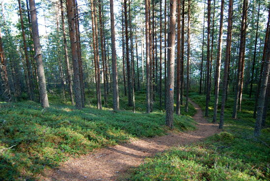 dann bog der Weg in den Wald ab