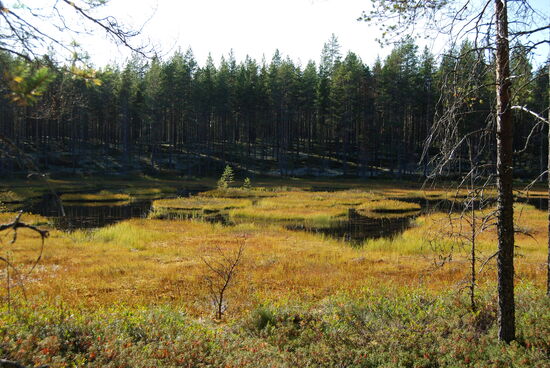 kleiner verlandender See am Wegesrand