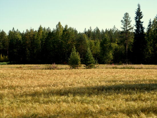an Getreidefeldern vorbei