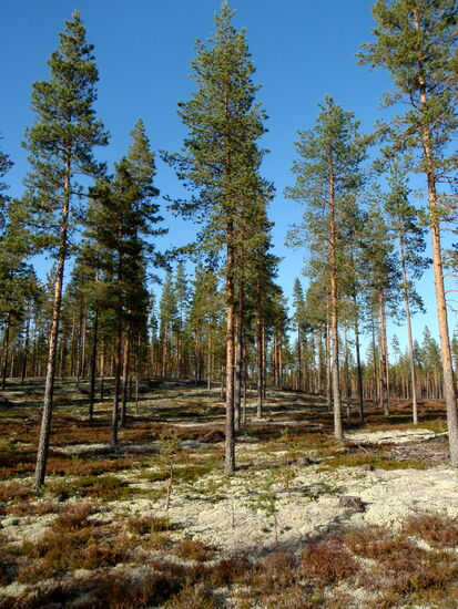 durch lichten Wald mit Rentierflechte