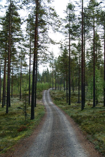 die Wege wurden immer schmaler