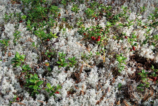 Rentierflechte und Lingon - Preiselbeeren