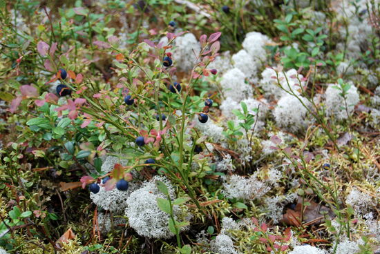 Blaubeeren und Rentierflechte