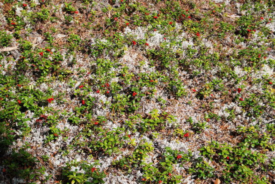 immer wieder gab es Wegzehrung, hier wieder Lingon - Preiselbeeren