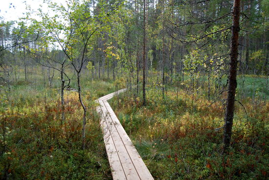 weiter gingen wir über Bohlenwege am Ufer entlang
