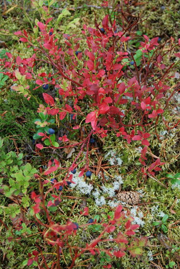 die Blaubeerbüsche verfärbten sich schon