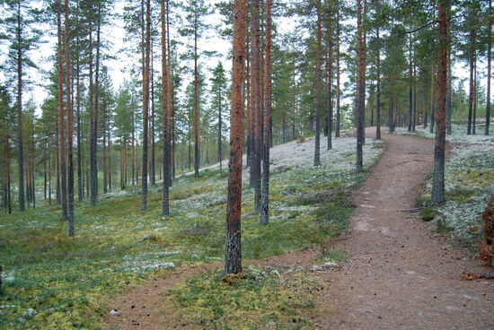 oben führte der Weg weiter durch den lichten Wald