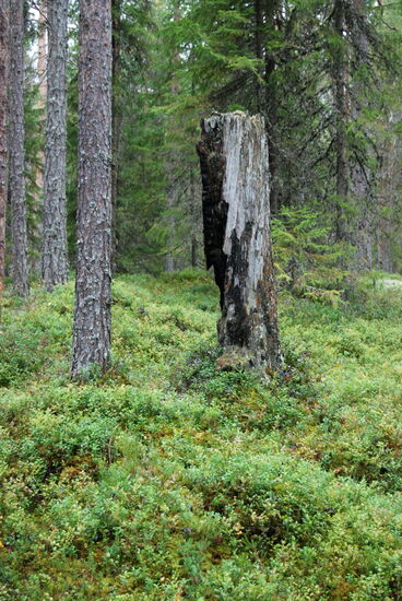 Reste von Waldbränden