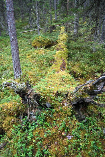 umgefallene Bäume bleiben liegen