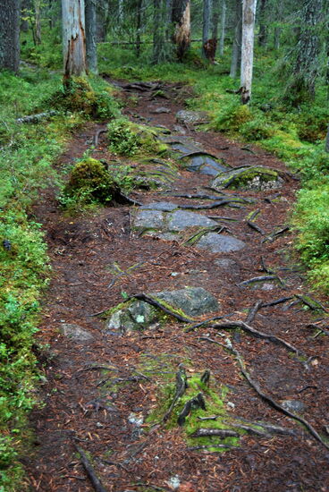 Weg über Stock und Stein