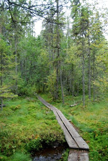 teilweise gab es Bohlenwege