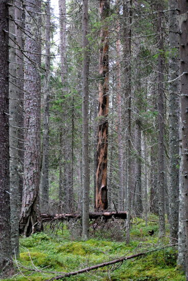 Baum mit Brandschäden