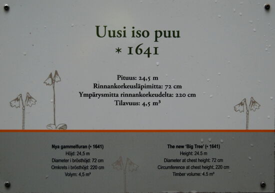 der älteste Baum dort von 1641, 24,5 m hoch, 72 cm Durchmesser in Brusthöhe, 220 cm Umfang