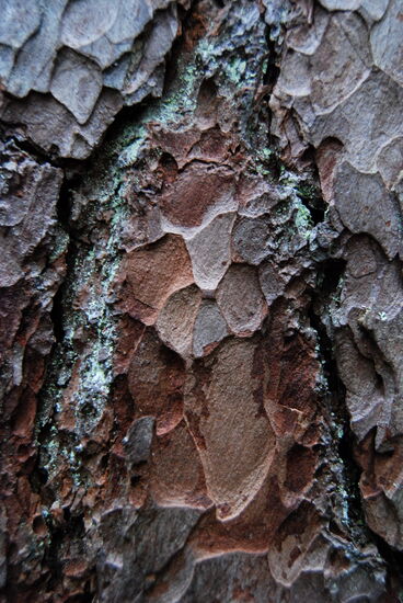 Nahaufnahme der Rinde