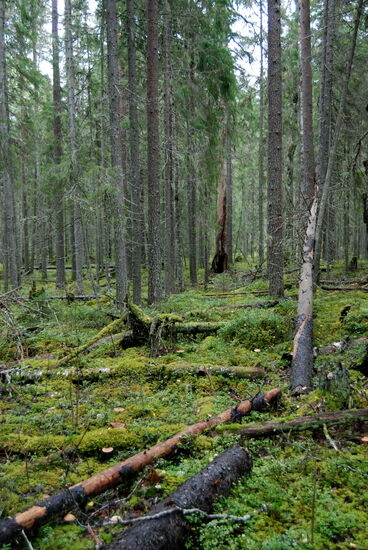 immer wieder Waldbrandspuren