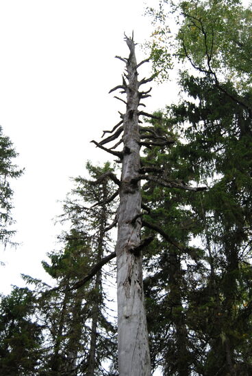 oft sahen wir abgestorbene Bäume