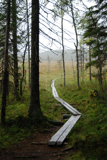 auf Bohlen führte der Weg hinaus aufs Moor