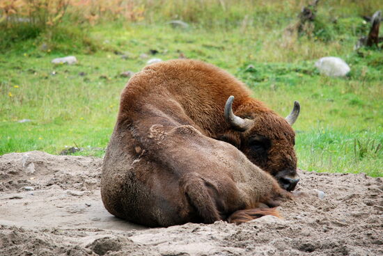 Wisent