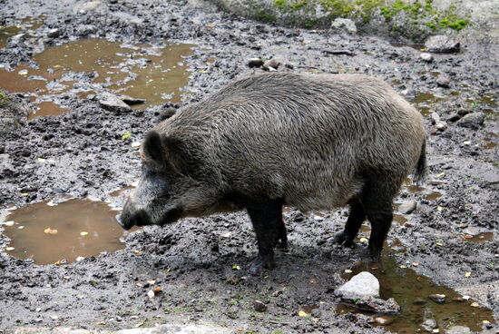 Wildschwein