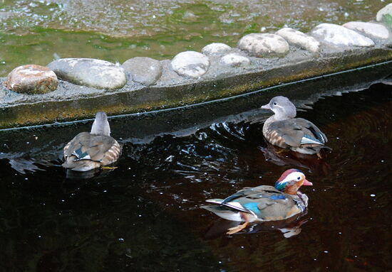 Enten
