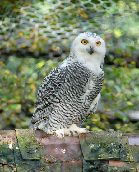 Schneeeule