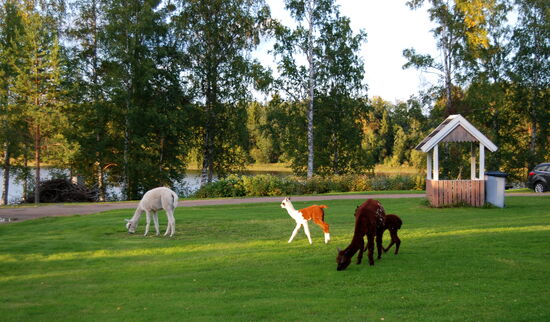 Lamas auf dem Platz