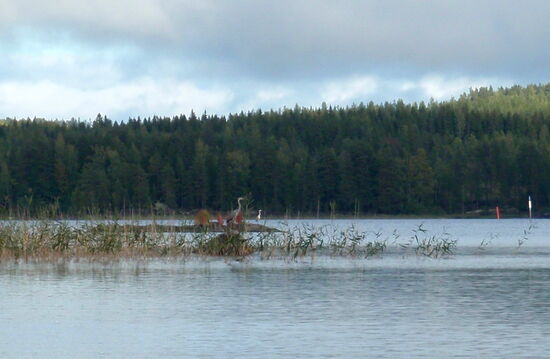Graureiher lauerten am Ufer