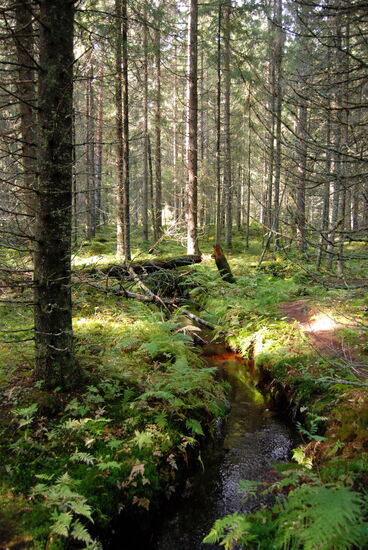 anfangs begleitete uns ein kleiner Bach