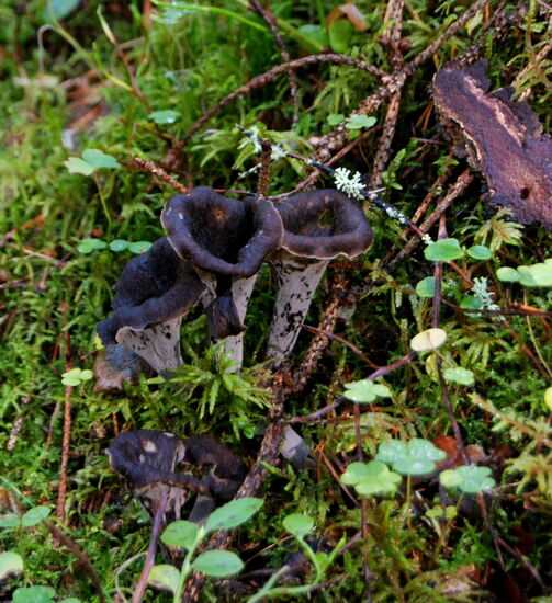 am Ufer fanden wir svarta trumpetsvampar - schwarze Trompetenpilze, die man in Deutschland Totentrompete nennt