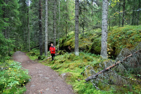 und weiter durch den Wald